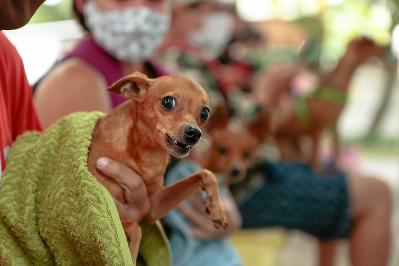 Prefeitura divulga cronograma semanal da campanha antirrábica animal