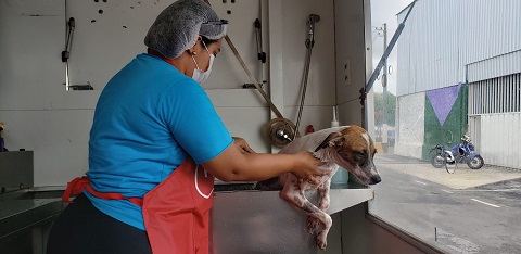 Animais do ‘Espaço Pet’ ganham banho e tosa da Prefeitura de Manaus