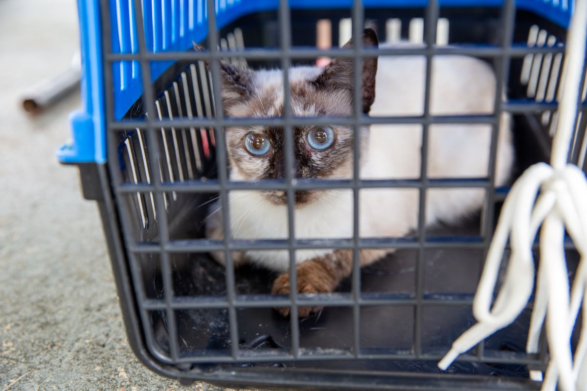 Unidade Móvel do CCZ da Prefeitura de Manaus realiza castração de gatos no bairro Jorge Teixeira