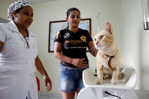 Prefeitura de Manaus divulga calendário de castração de cães e gatos